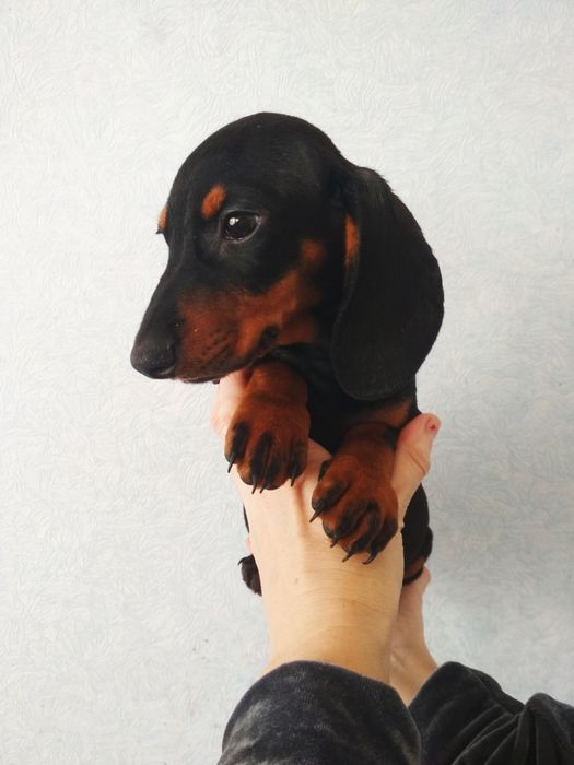 Аліментний хлопчик карликових такс