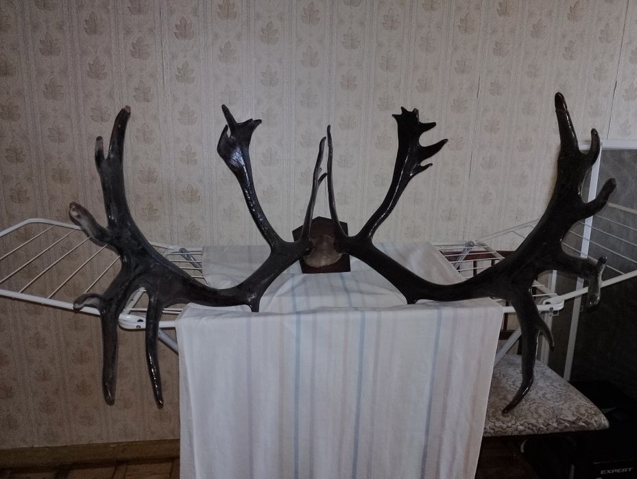 Продам рога оленя