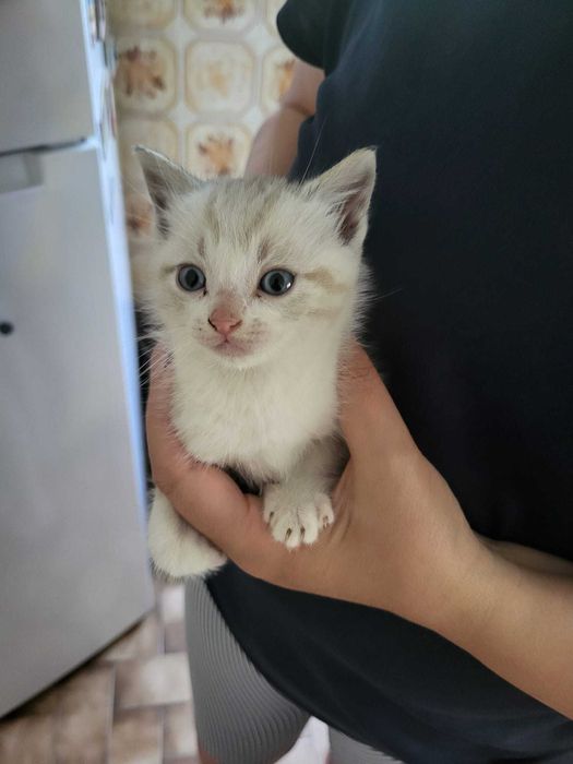 Gatos para adopção
