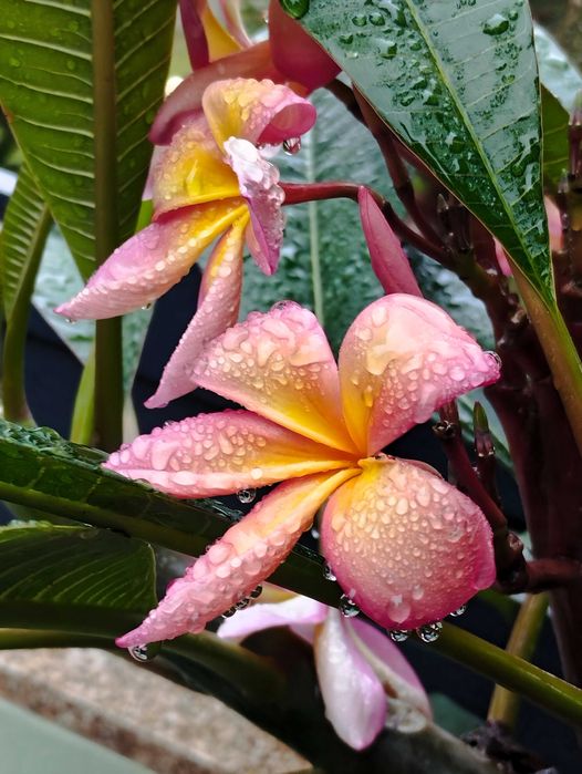 Poda de Jasmim manga ou plumeria.