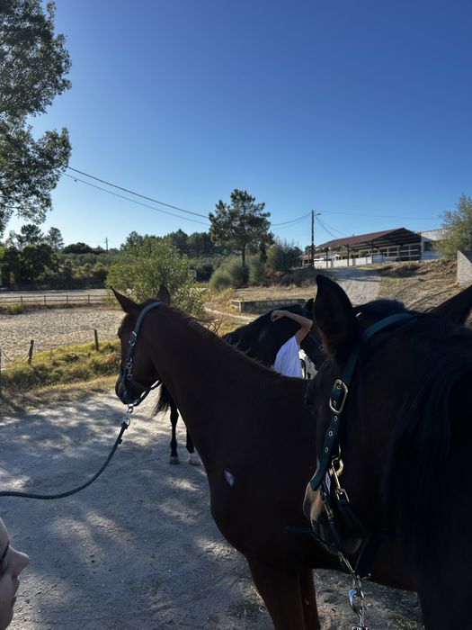 Cuidados e serviços para cavalos
