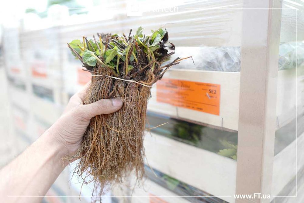 Елітна фріго розсада СУНИЦІ САДОВОЇ з Італії, Великобританії, Іспанії