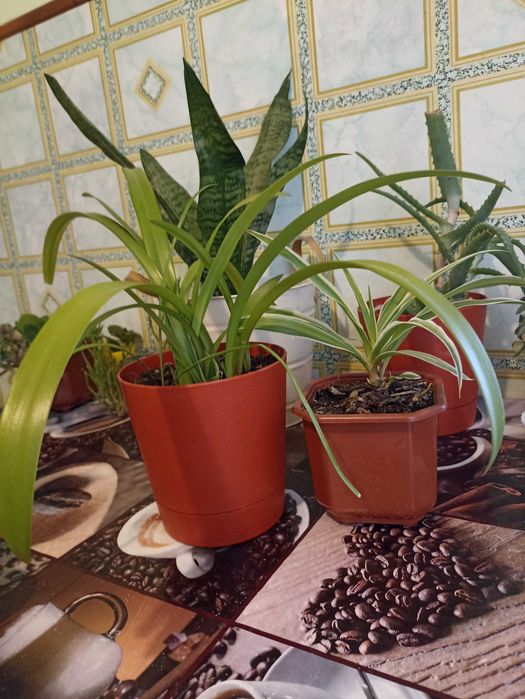 Кімнатні квіти які подарують Вам гарний настрій.