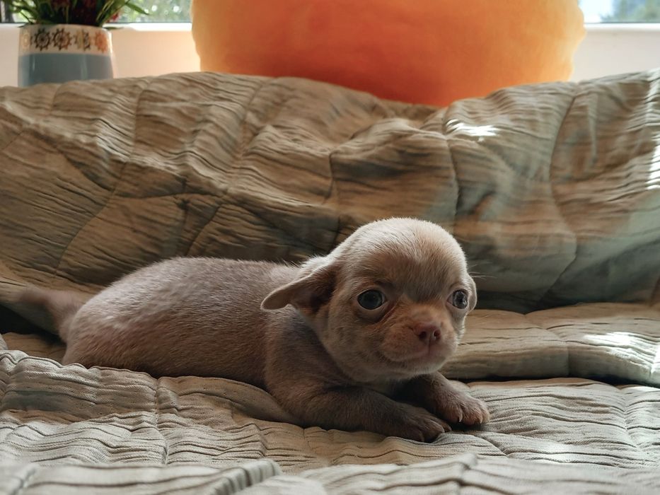 Chihuahua samiec liliowy krótkowłosa