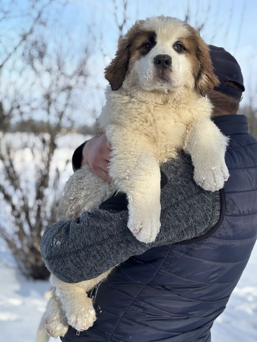 Цуценята себернара