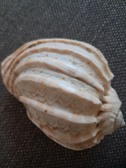 3 muszle, oryginalne