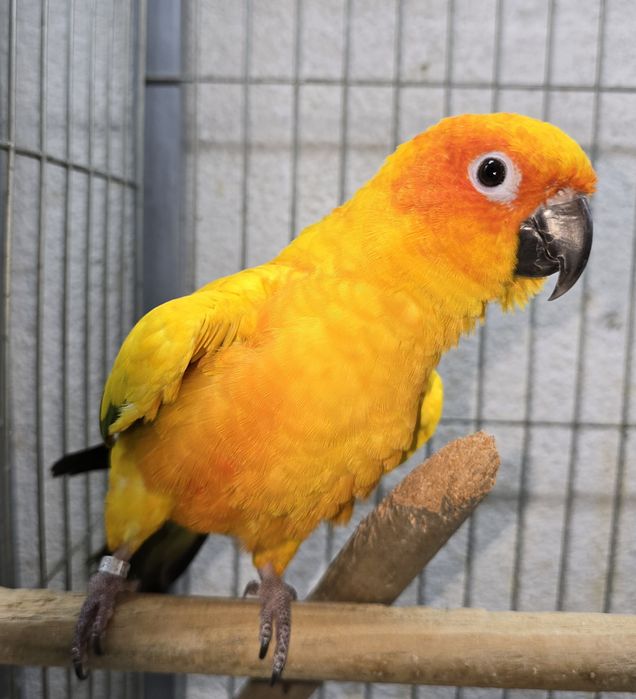 Aratiga sol muito bonita