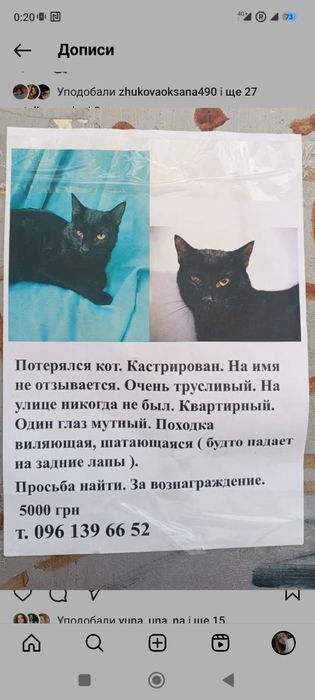 Пропал котик помогите найти