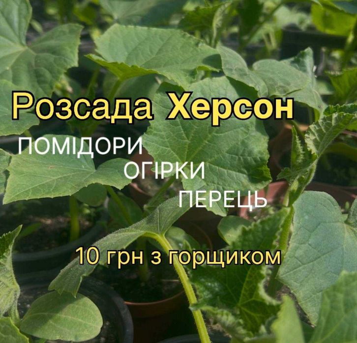Розсада томатів, огірків, перцю