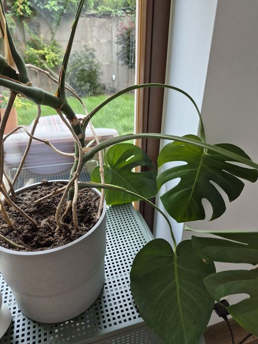 Duża  efektowna Monstera
