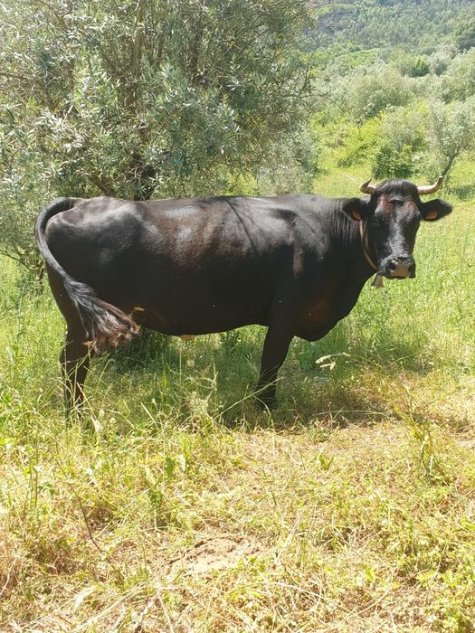 Vaca grávida  de charules