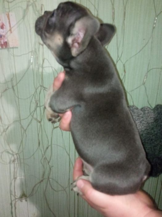 Французский бульдог