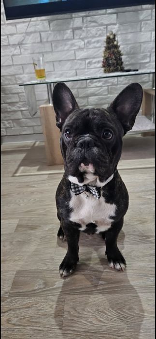 Reproduktor Buldog Francuski