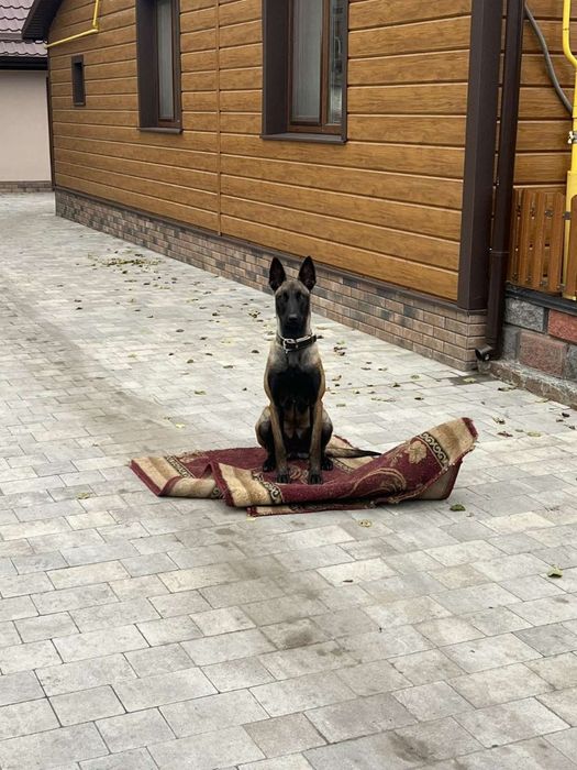 Продам цуценята Малінуа.