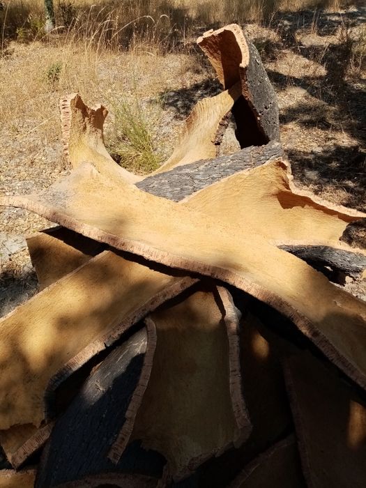 Cortiça amadia na árvore