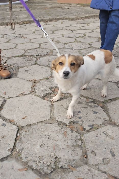 Roczny chłopiec do adopcji