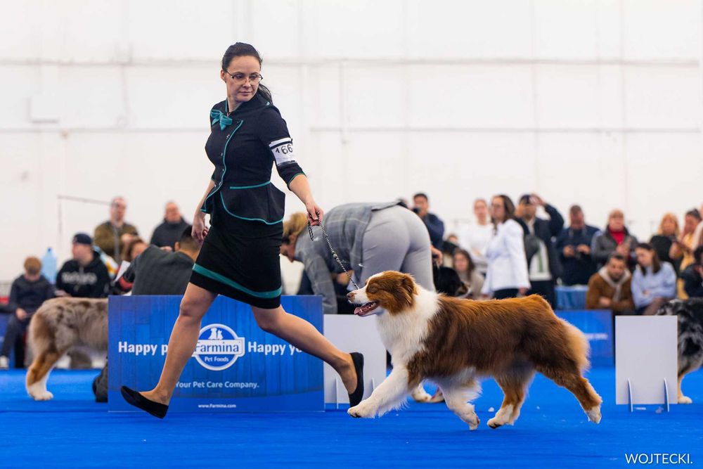 Owczarek australijski typ amerykański