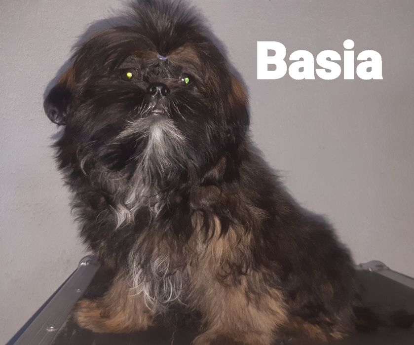 Shih tzu sunia Basia Green House