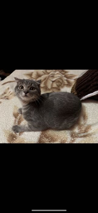 Котик висловухий