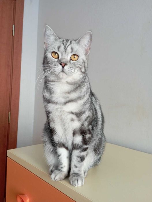 Шотланський кіт прямовухий документами клуба родовід карткаWCF