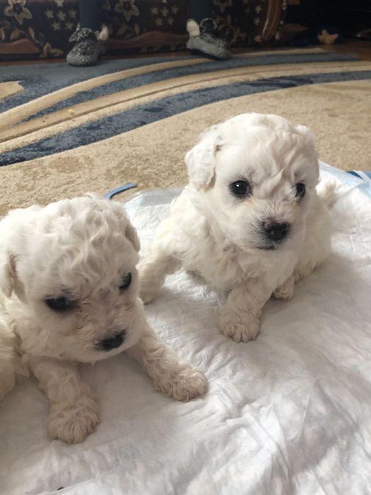 Бішон фрізе ,Бишон -фризе ,цуценята,щенки