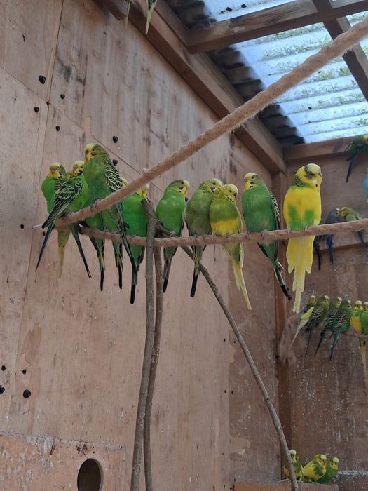 Sprzedam papugi faliste