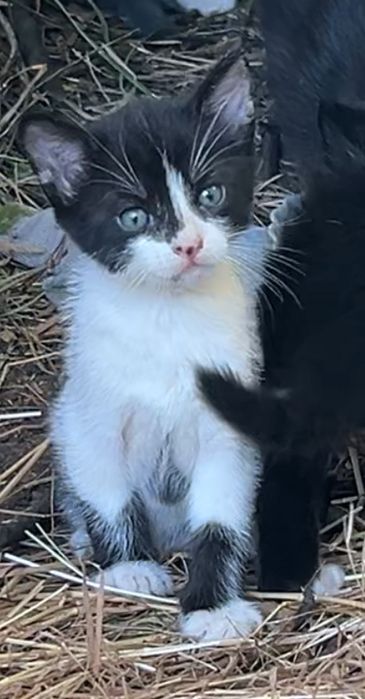 Кошеня в добрі руки. 4 місяці. Самостійне, їсть все, ловить мишей