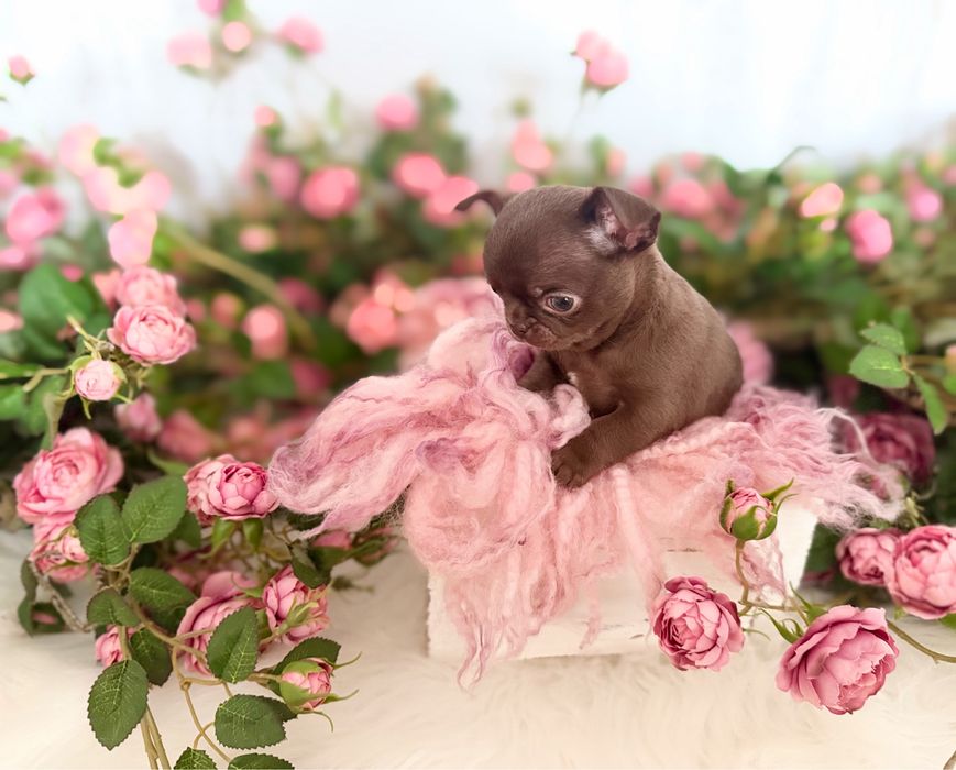 ***Czekoladowy krótkowłosy chłopczyk chihuahua***