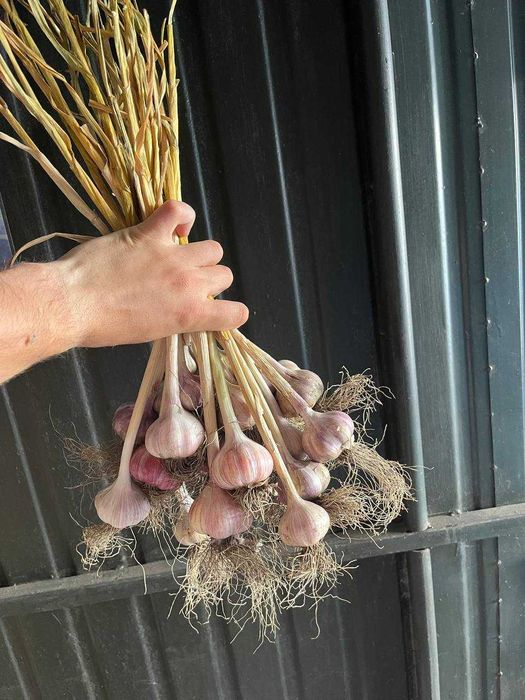 Часник  домашній