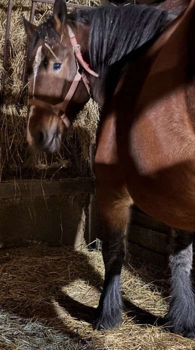 Sprzedam spokojną 4 letnią klacz pkz