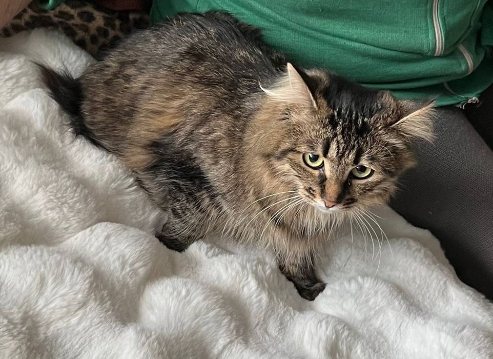 Отдам молодую пушистую кошку