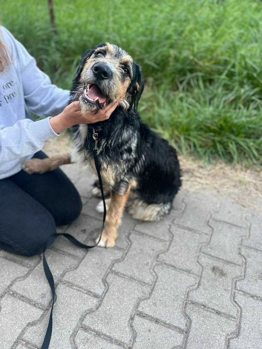 Do adopcji młodziutki, radosny  USZEK