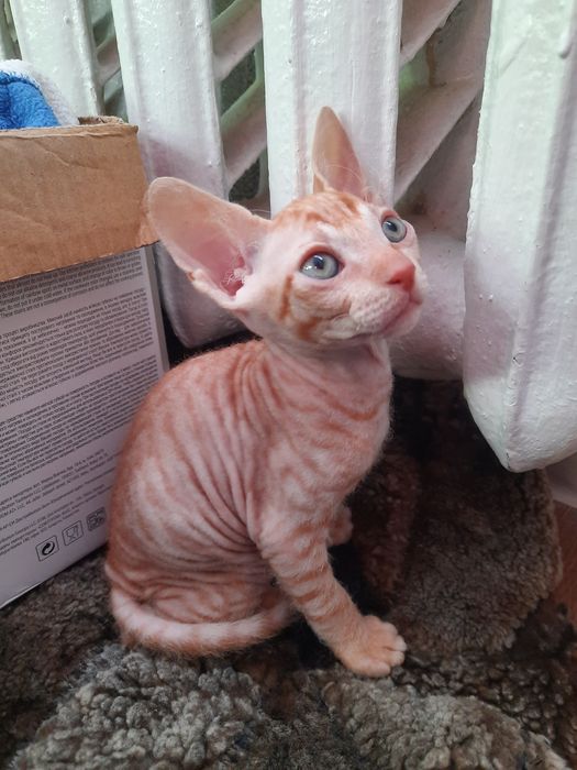 Шукаємо кота по кличкі Яша..