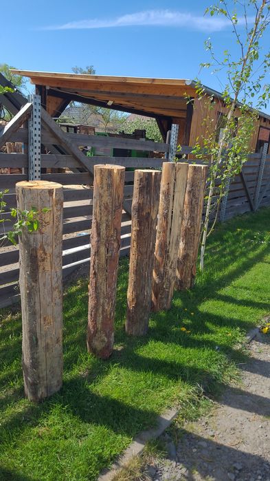 Pochodnia ,pieniek sosnowy , szwedzki ogień Duże 1.30cm