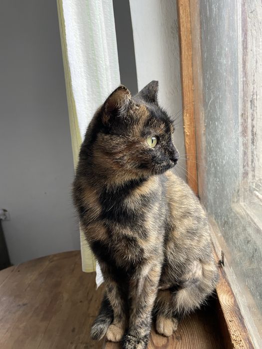 Кошечка в добрые руки