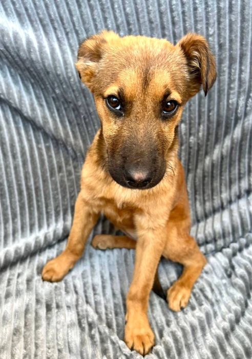 Неймовірно ніжна Амі шукає найкращих людей!