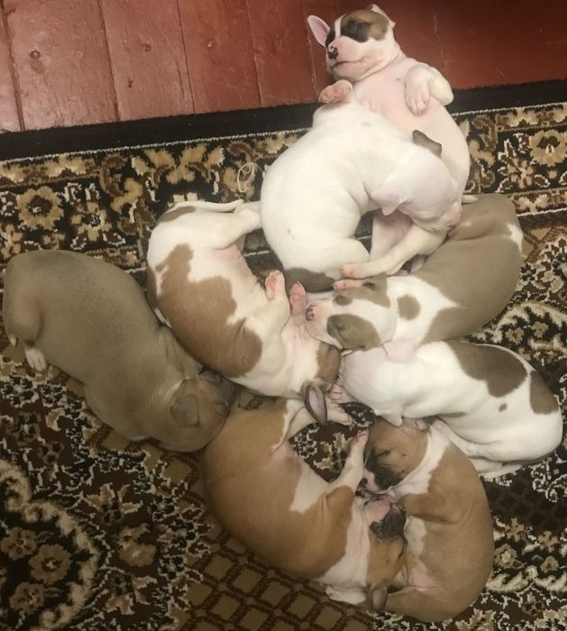 Піт-бультерер щеночьки