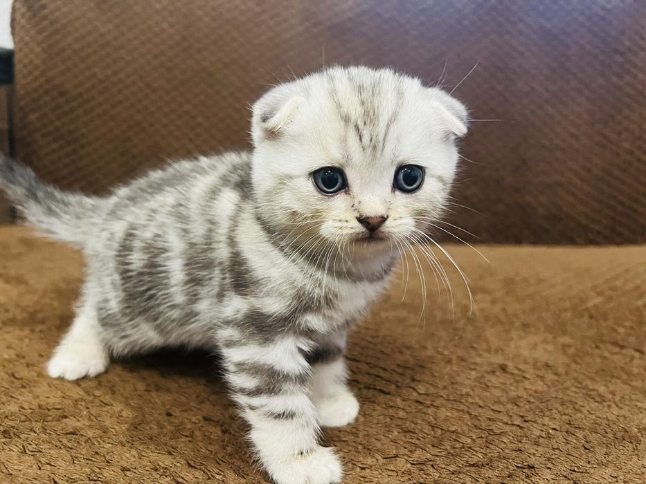 Шотландські малюки