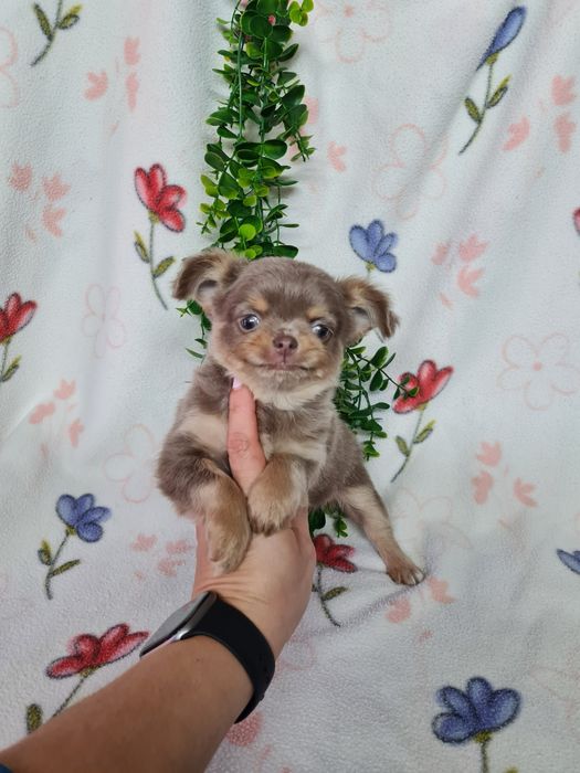 Excecional mini pelo comp Chihuahua/Chiuaua de Qualidad,LinhagemRussa