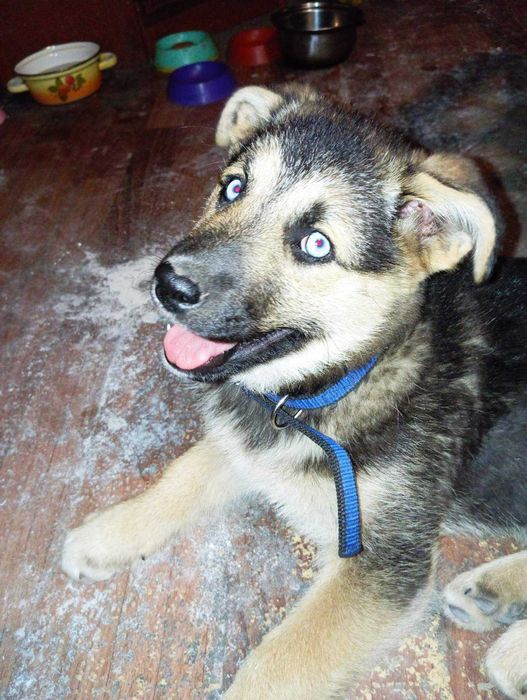 Продаю цуценя з блакитними очима Хаскі+Лайка