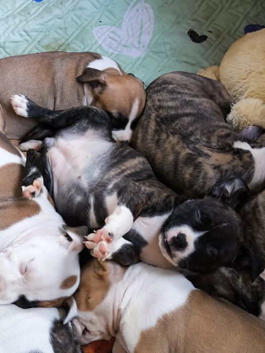 Gotowa do odbioru sliczna suczka American Staffordshire Terrier ZKwP