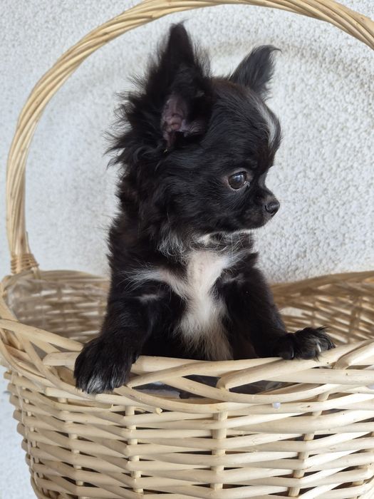 Chihiahua szczeniak długowłosy !