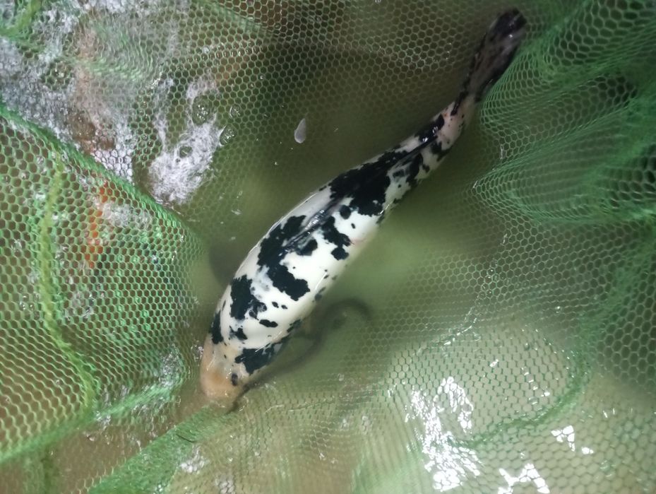 Karp koi w sprzedaży