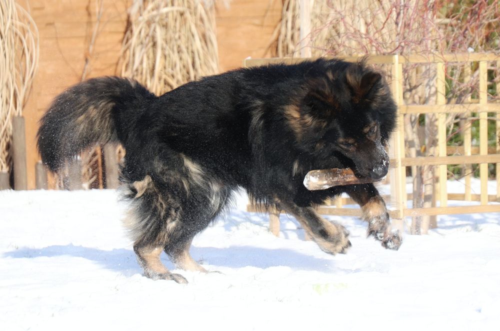 Owczarek Staroniemiecki