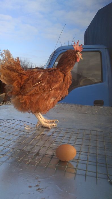 кури 100 грн шт !!! Несучка курка