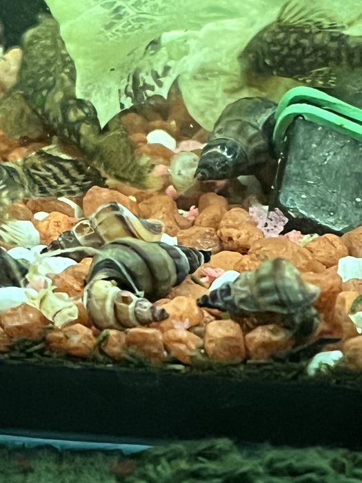 Slimaki Brotia herculea
