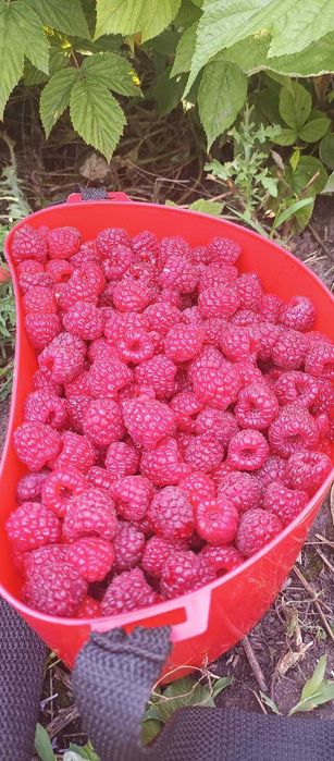 Заморожені ягоди