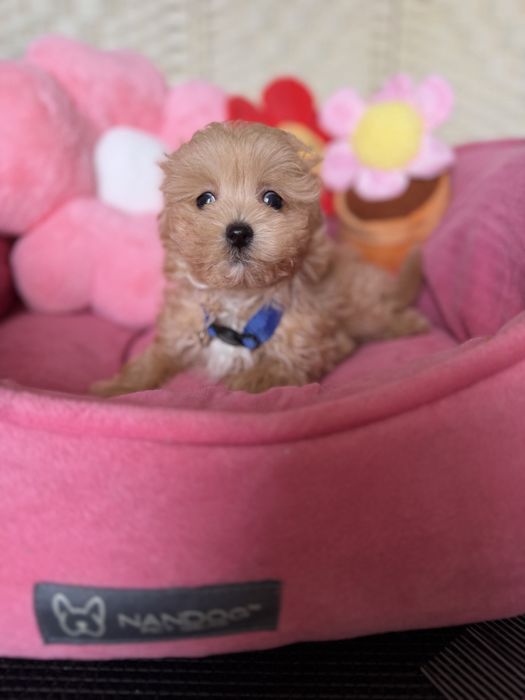 Maltipoo piesek XXS  gotowy do odbioru