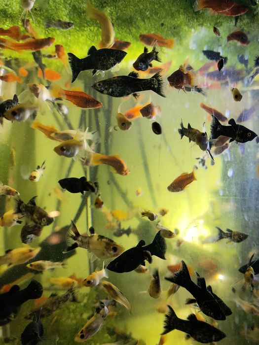 molinezje black moli, calipso, żółto czarna