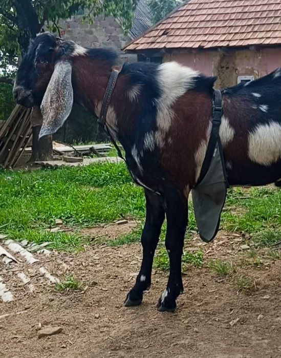 Дуже красива англо-нубійська кізочка.